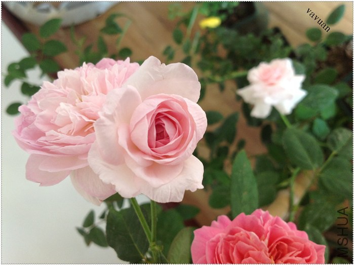 С�����ҵ���