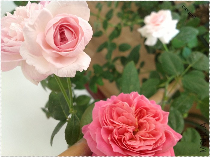 û�����Ƶ�Ī��