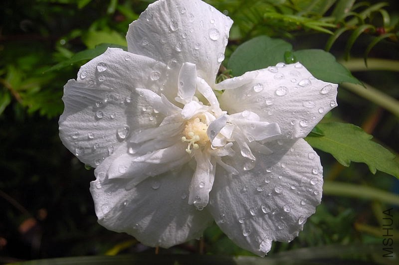 DSC_00510051.JPG