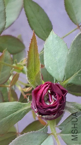 20140723_172254.jpg