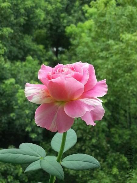 20140725_075837_��С��С.jpg