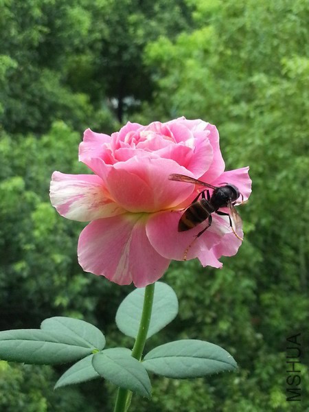 20140725_080411_��С��С.jpg