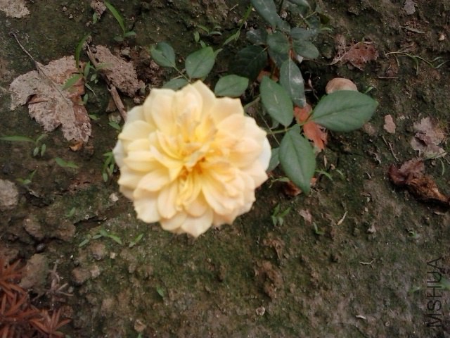 20140726_102644.jpg