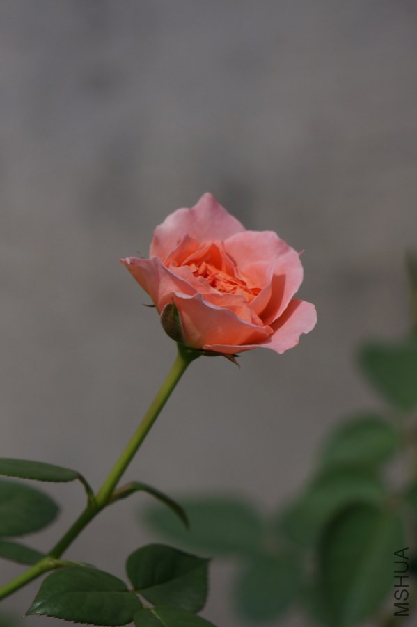 DSC03572.JPG