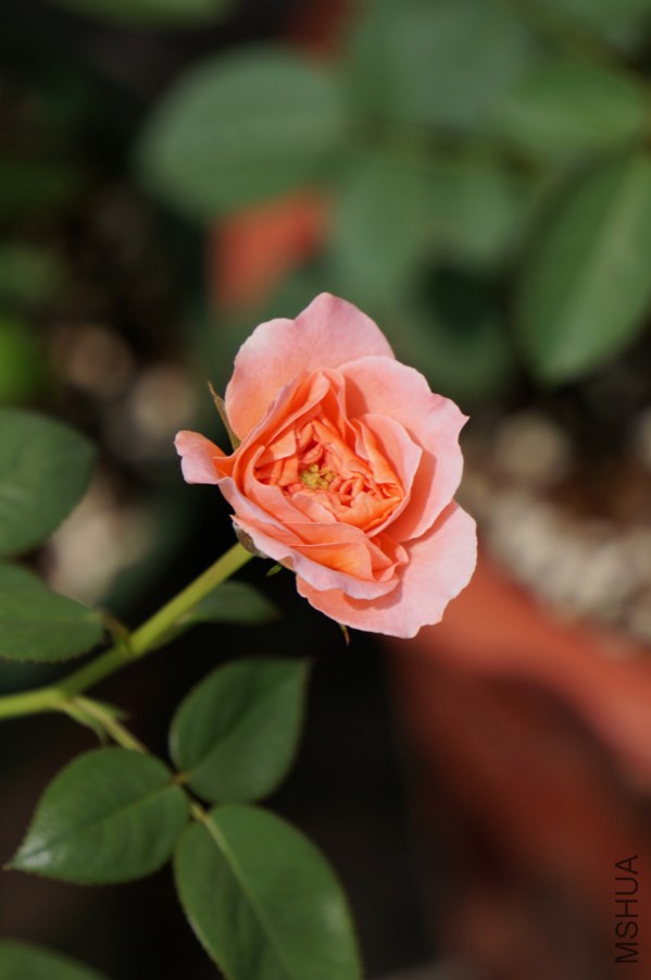DSC03571.JPG