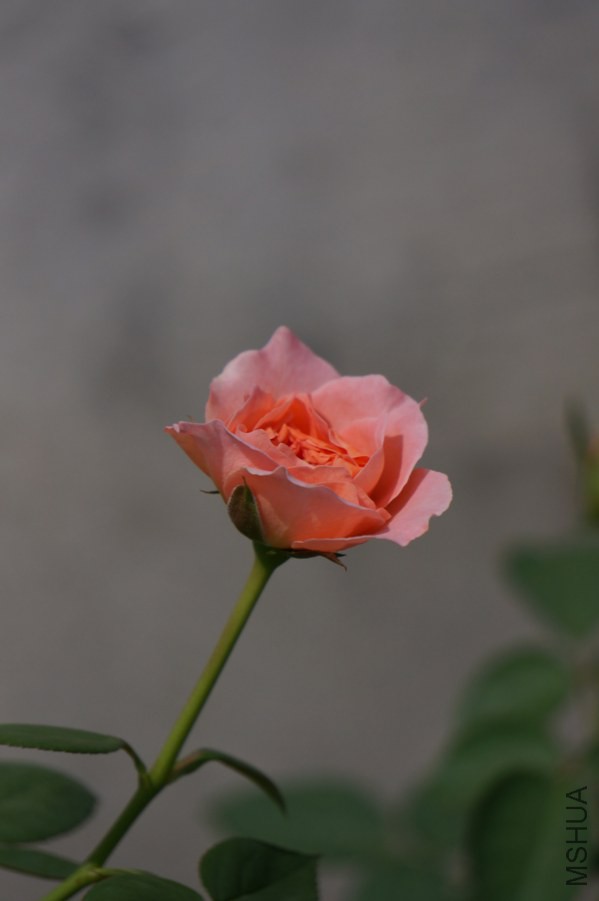 DSC03576.JPG