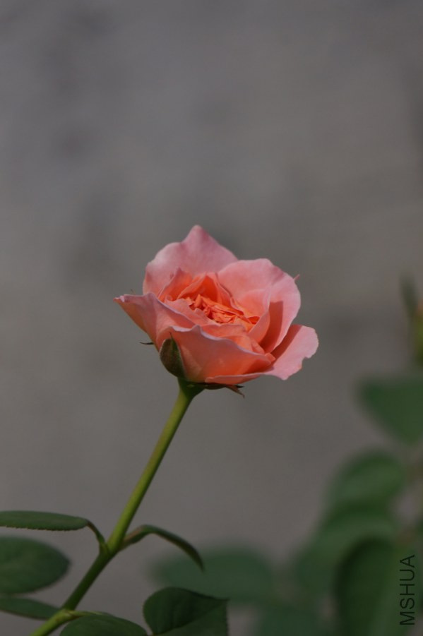DSC03579.JPG
