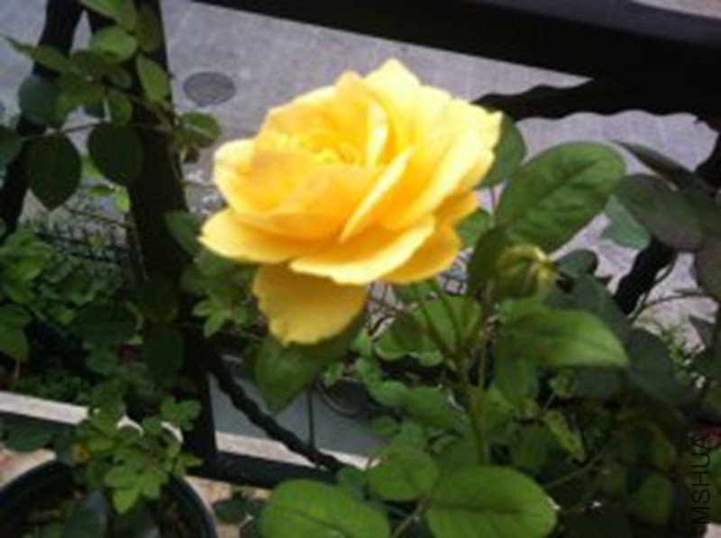 psb (9).jpg