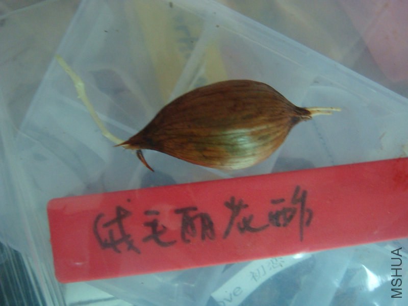 DSC04154.JPG