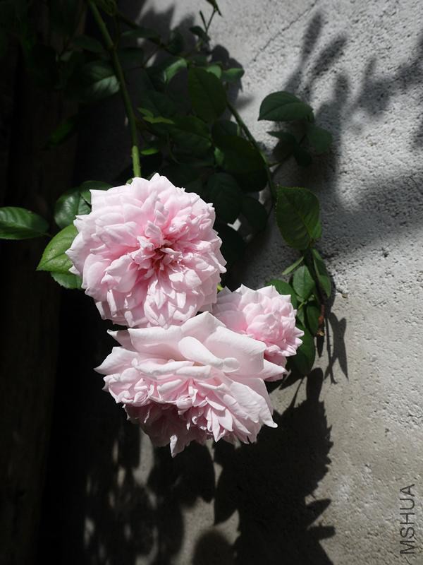 psb (2).jpg