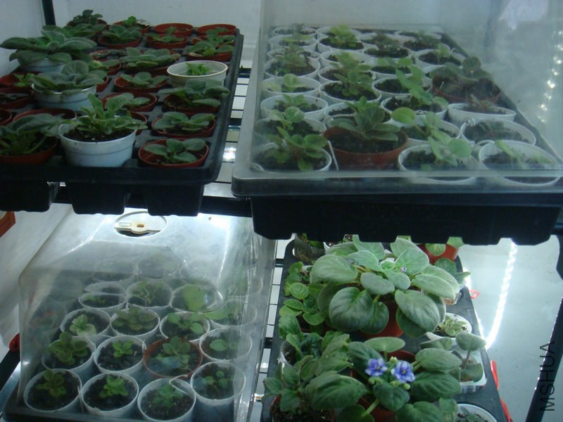 DSC04177 - ����.JPG