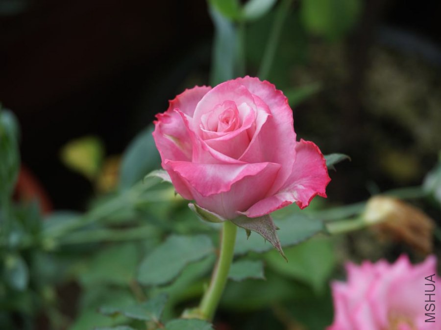 DSC00413.JPG