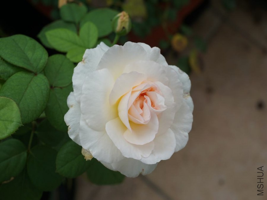 DSC00426.JPG