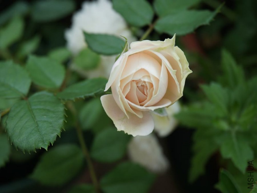 DSC00420.JPG
