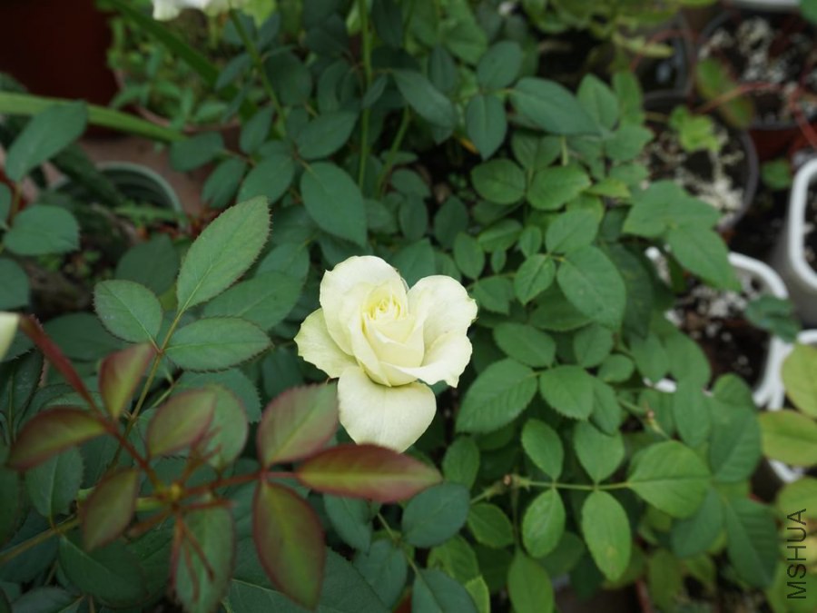 DSC00407.JPG