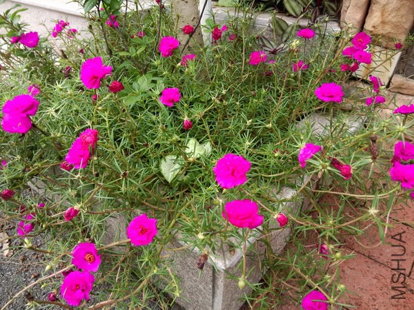 IMG20140727091200_������С.jpg