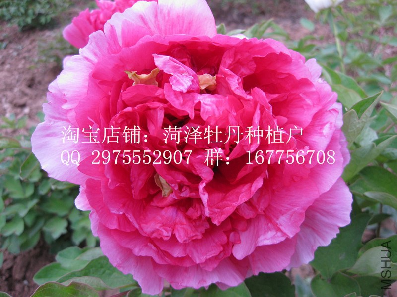 ���ŵ�ĵ����ȫ��ͼƬ 026_����.jpg