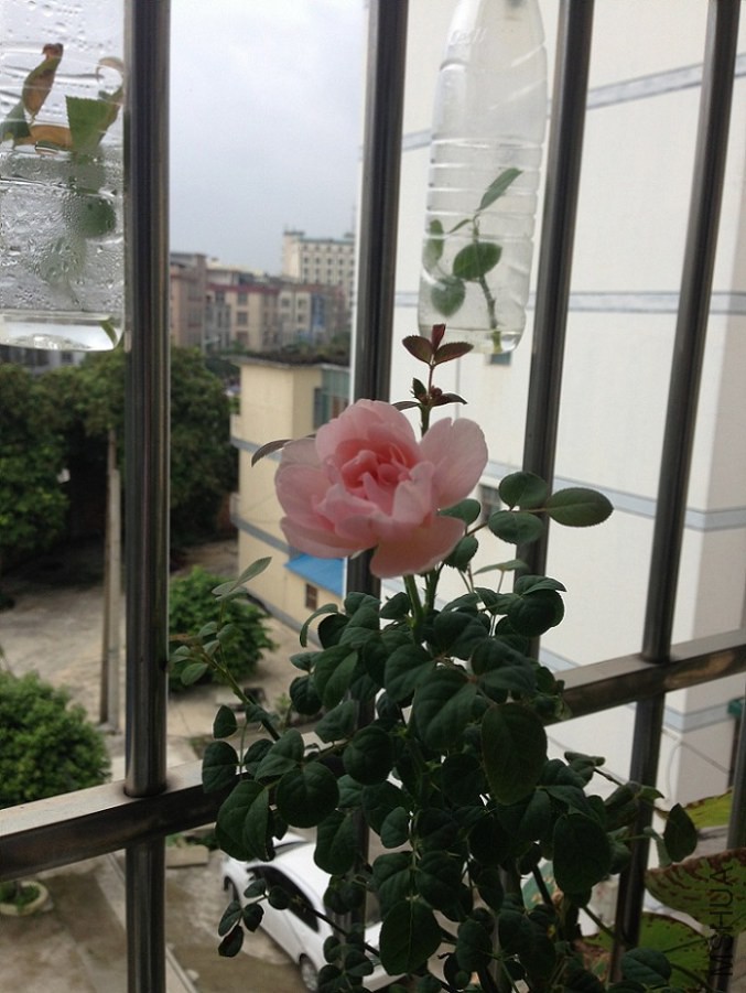 IMG_31141.jpg