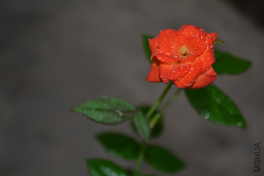 DSC_0188.JPG