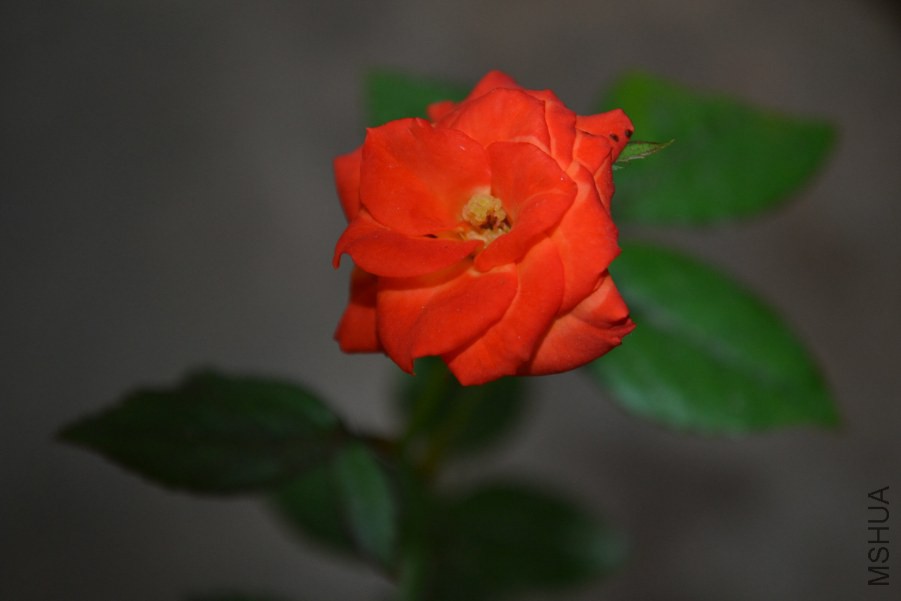 DSC_0186.JPG