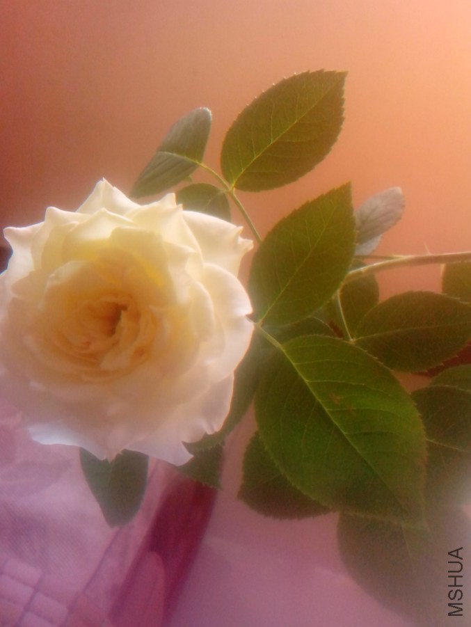 IMG_20140721_083217.jpg