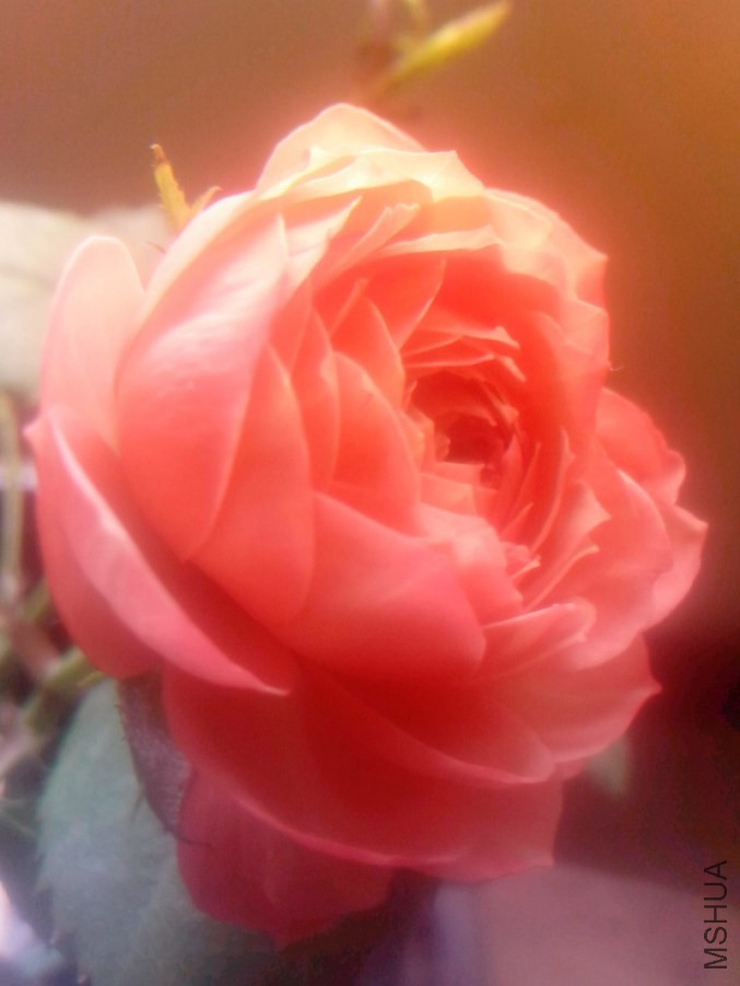 IMG_20140720_094611.jpg