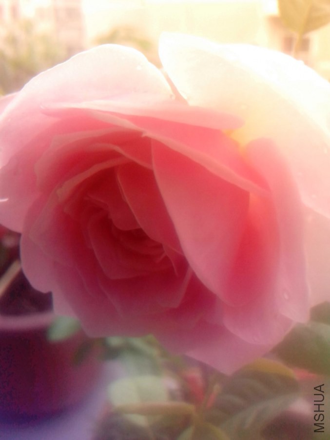 IMG_20140714_125129.jpg