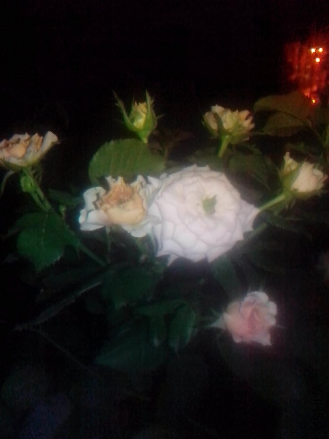 IMG_20140713_232736.jpg