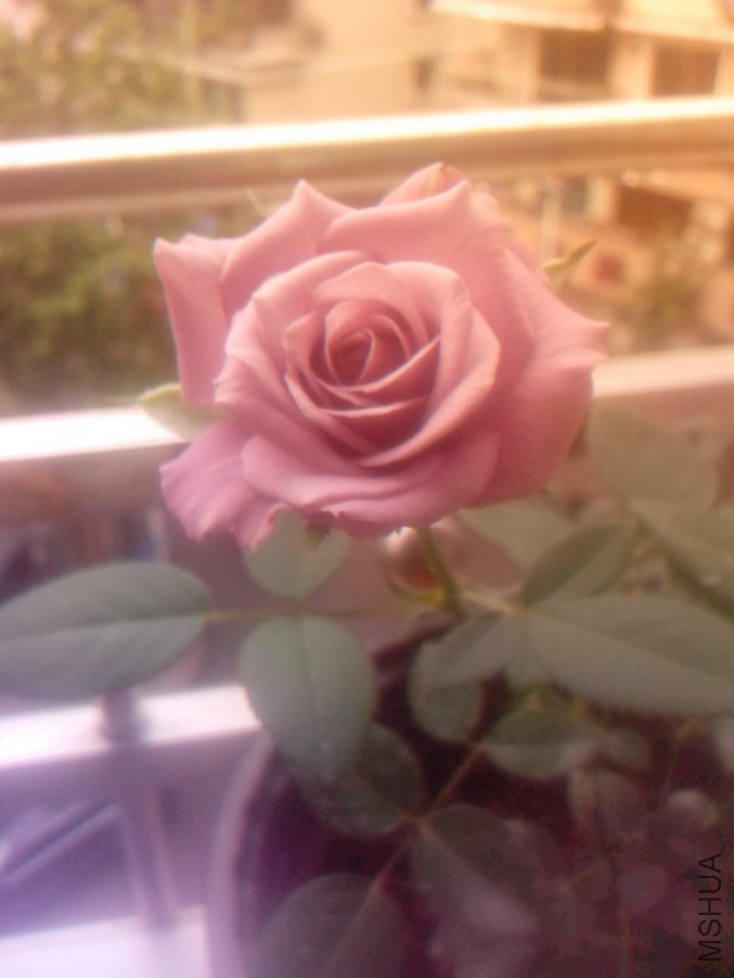 IMG_20140620_164420.jpg