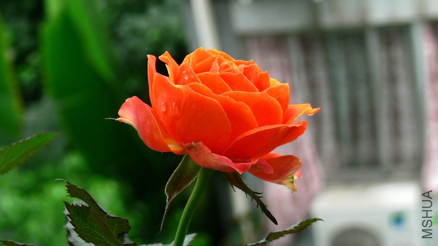 P1090223.jpg