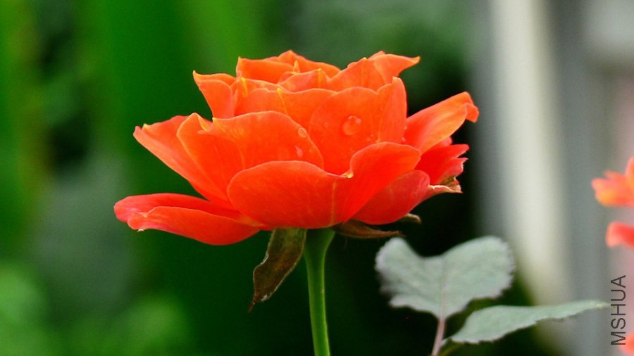 P1090231.jpg