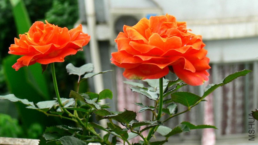 P1090235.jpg