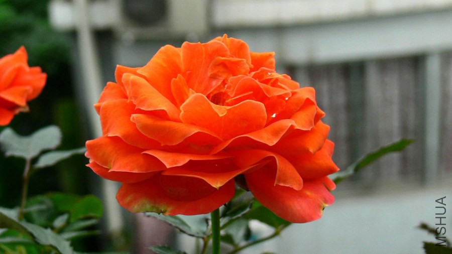 P1090236.jpg