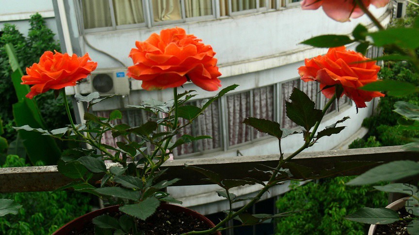 P1090237.jpg