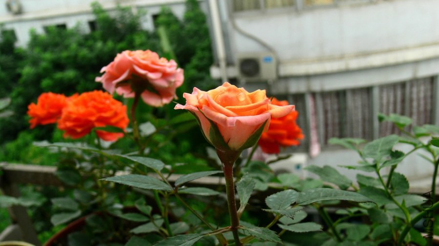 P1090238.jpg