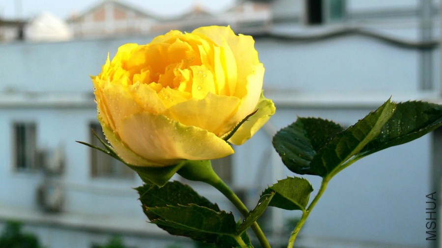 P1090261.jpg