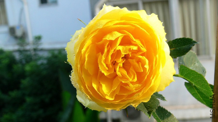 P1090257.jpg