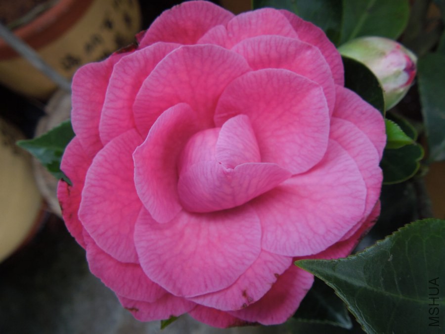 DSCN4203.JPG