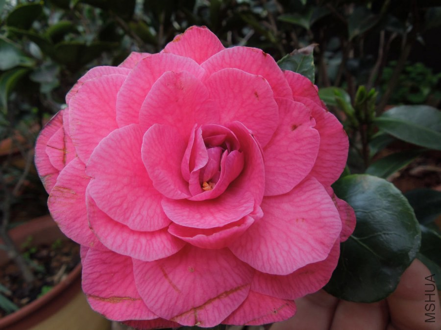 DSCN4205.JPG