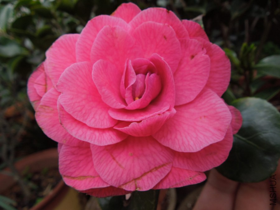 DSCN4206.JPG