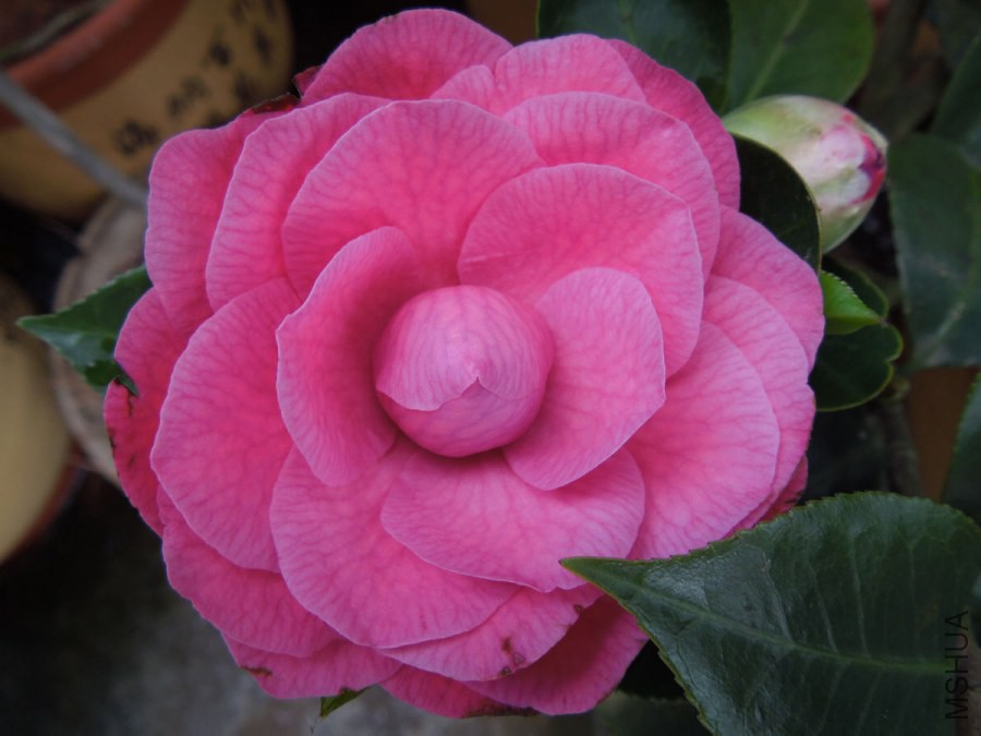 DSCN4207.JPG