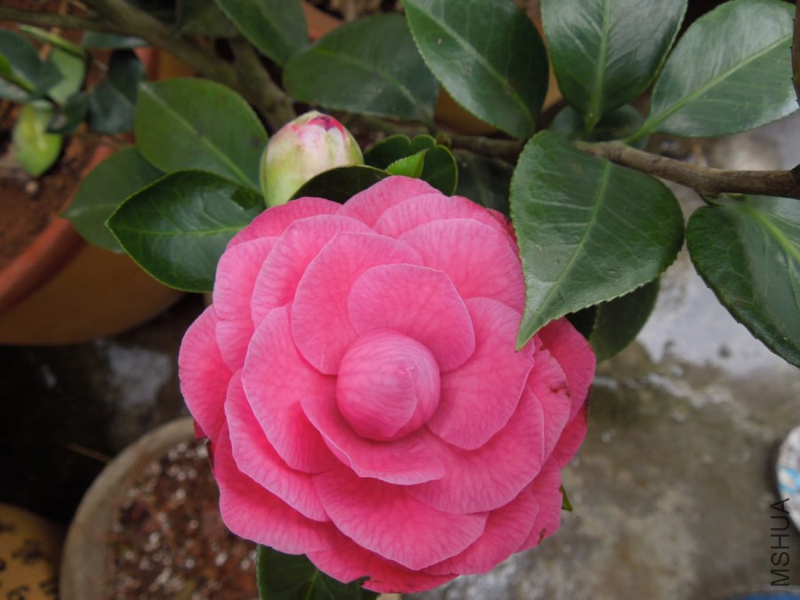 DSCN4209.JPG