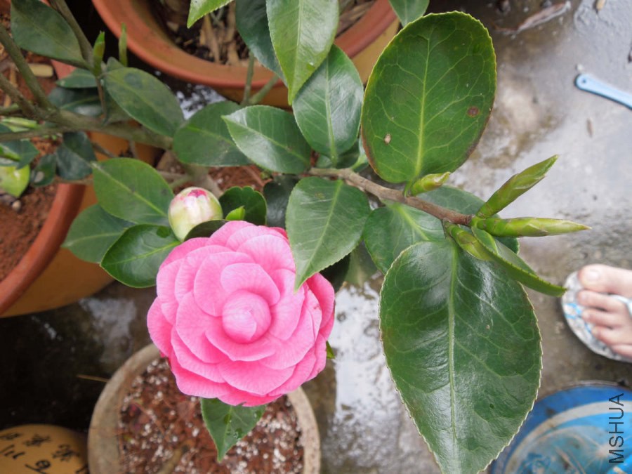 DSCN4210.JPG