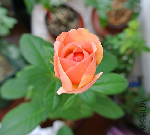DSC_2390_����.jpg