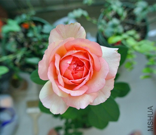 DSC_2393_����.jpg