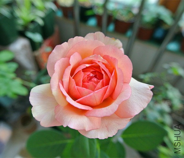 DSC_2397_����.jpg