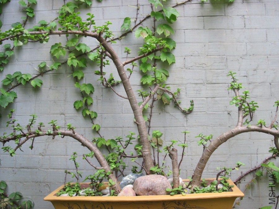 hahah 008_����.jpg