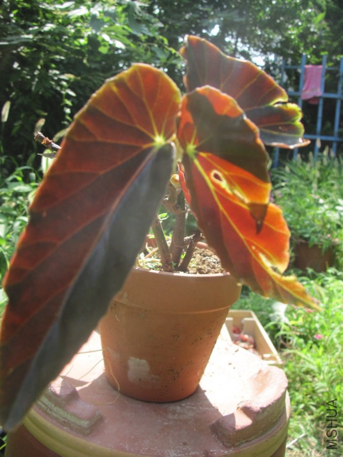 hahah 012_����.jpg