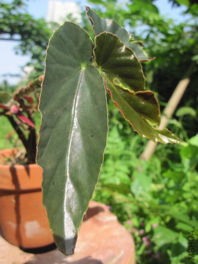 hahah 013_����.jpg