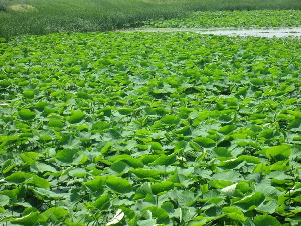 203739rr1chh61hlappr8c.jpg.thumb (1).jpg